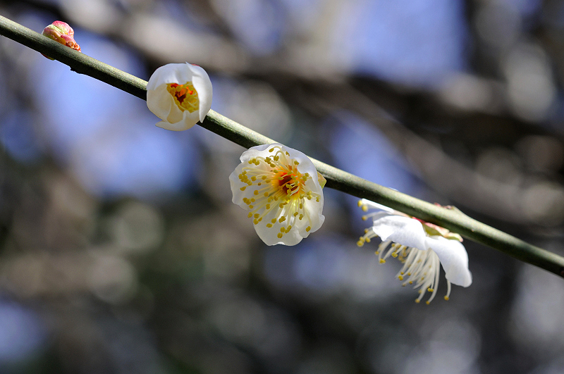 image0316