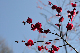image0156