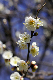 image0195