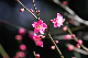 image0265