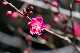 image0268
