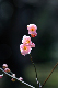 image0286