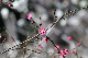 image0299