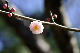 image0303