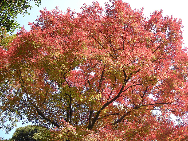 image0078
