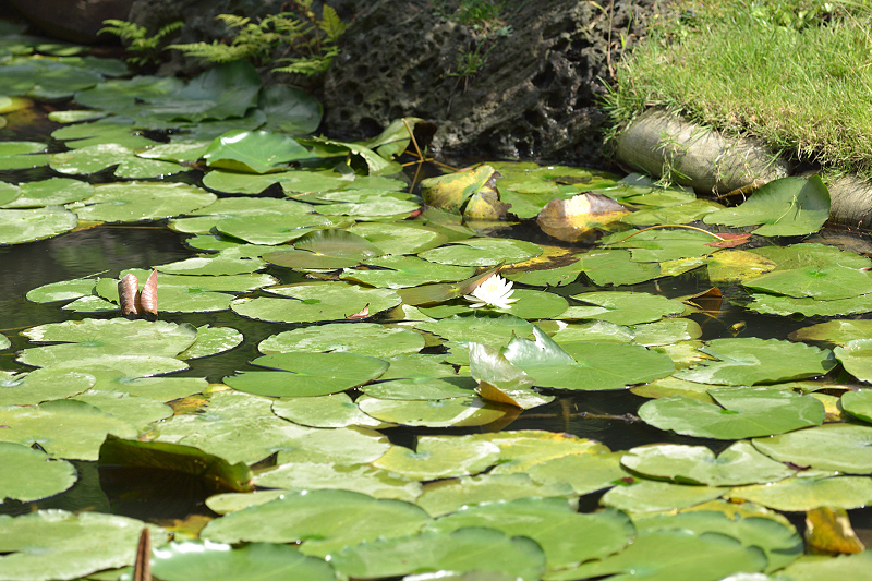 image0098