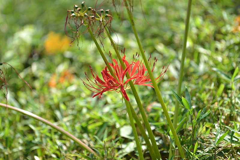 image0129