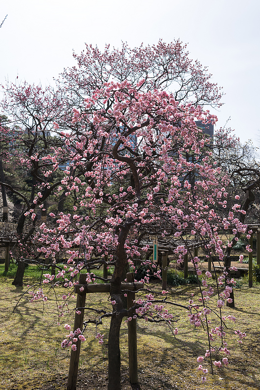 image0452