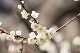 image0345
