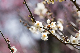 image0433