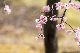 image0441
