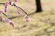 image0442