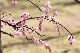 image0443