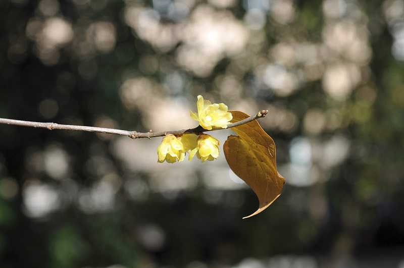 image0065