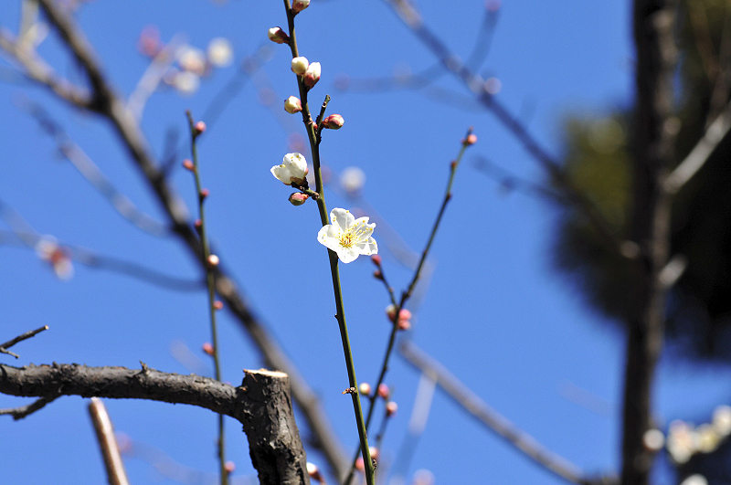 image0132