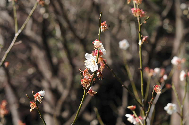 image0136