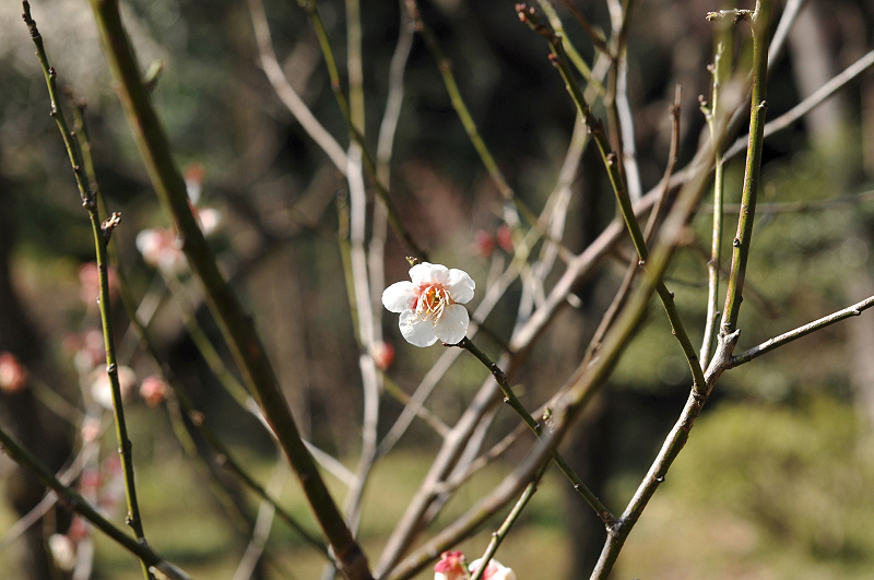 image0138