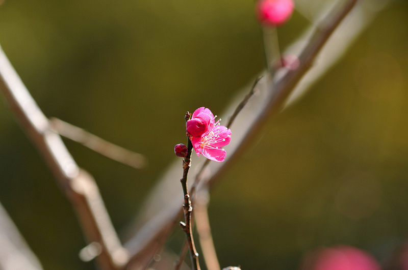 image0181