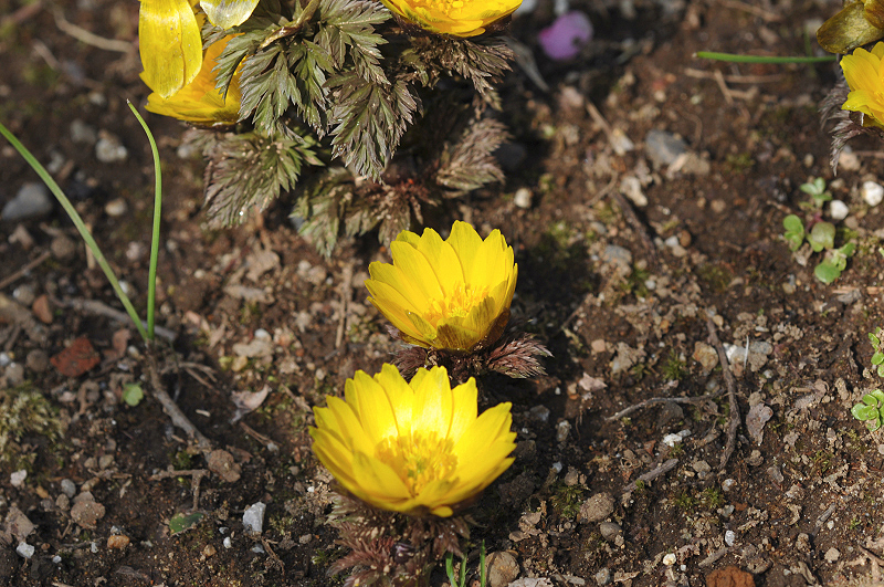 image0198