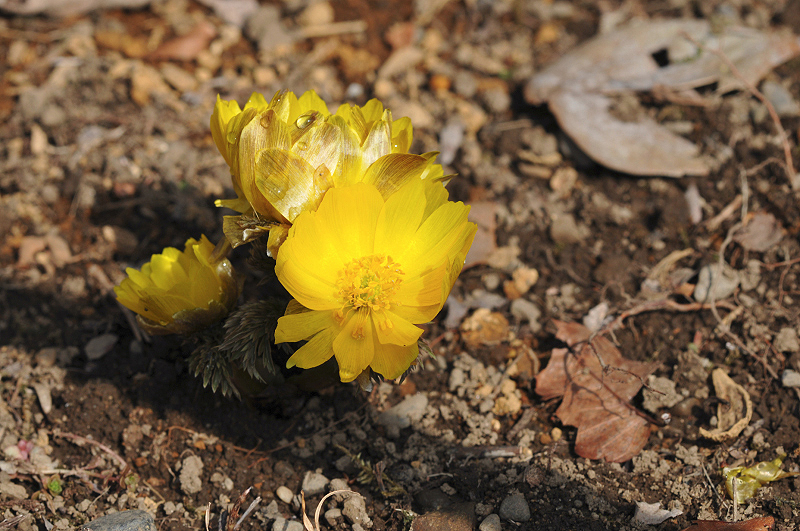 image0207