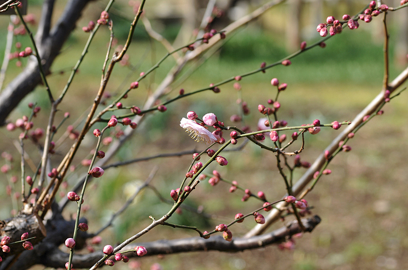 image0233