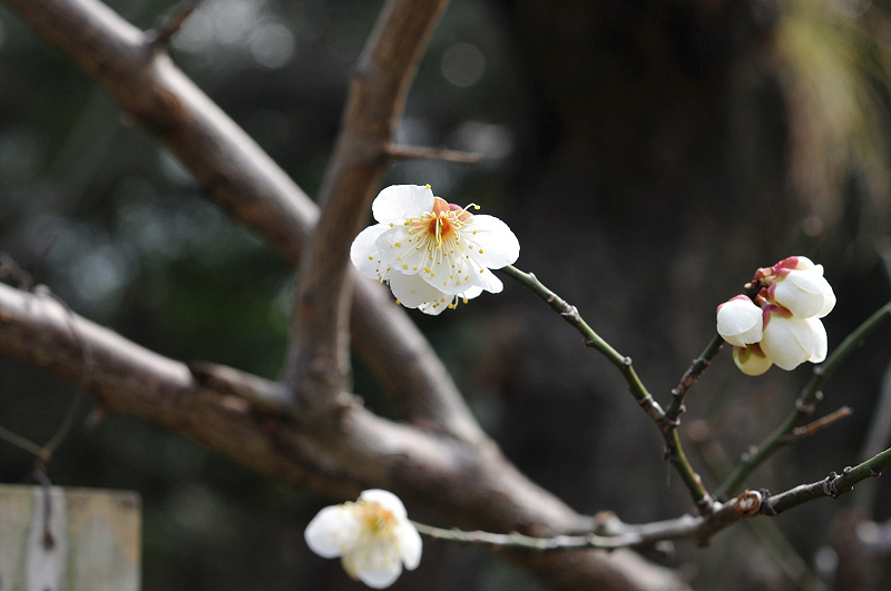 image0238