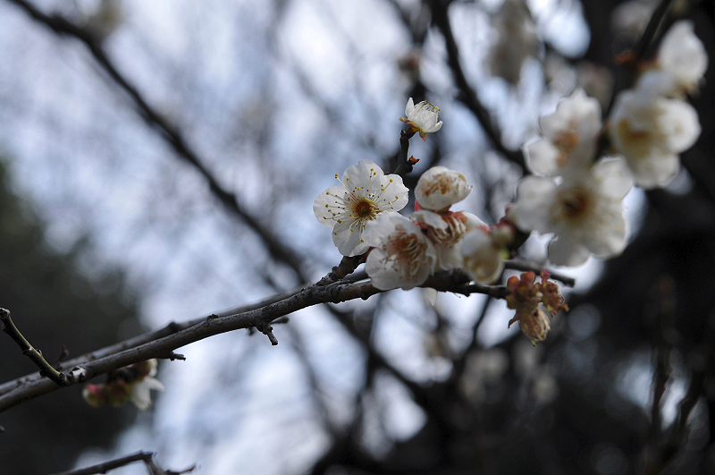 image0251