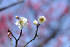 image0186