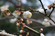 image0239