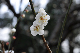 image0253
