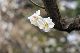 image0256