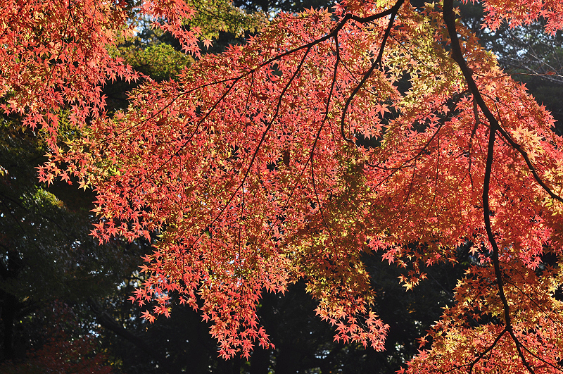 image0107