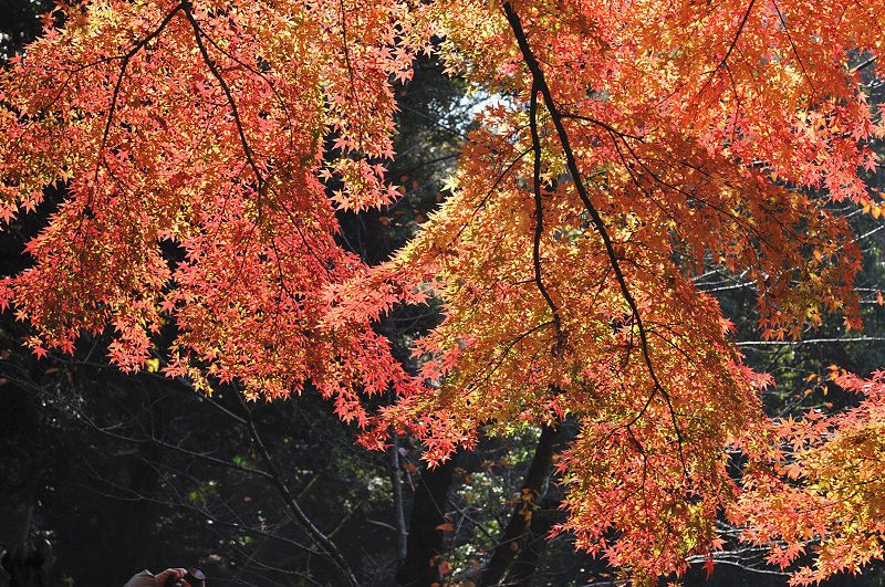 image0109