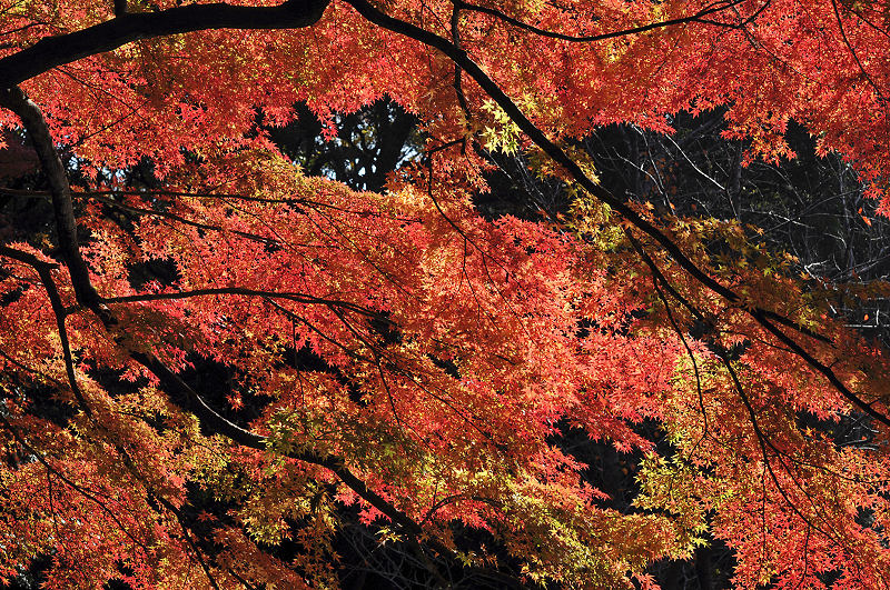 image0118
