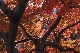 image0163