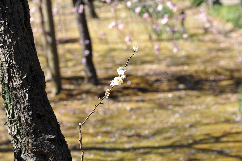 image0176