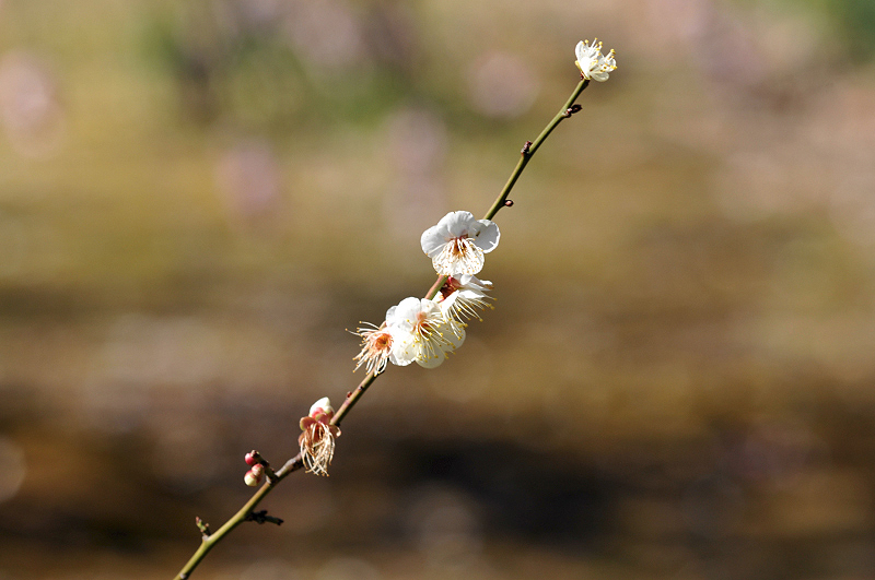 image0196