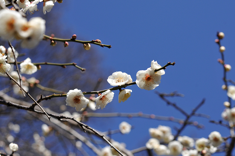 image0239