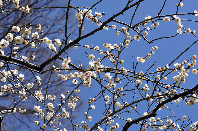 image0249