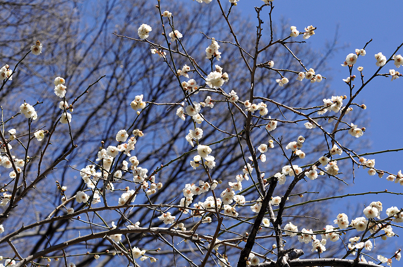 image0251