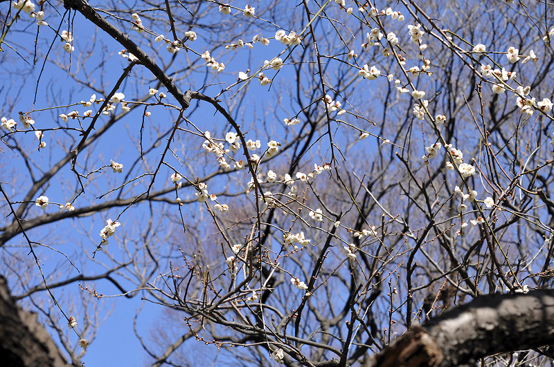 image0252
