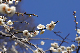 image0239