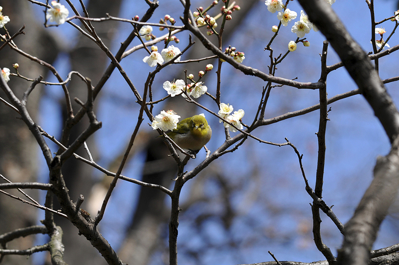 image0065