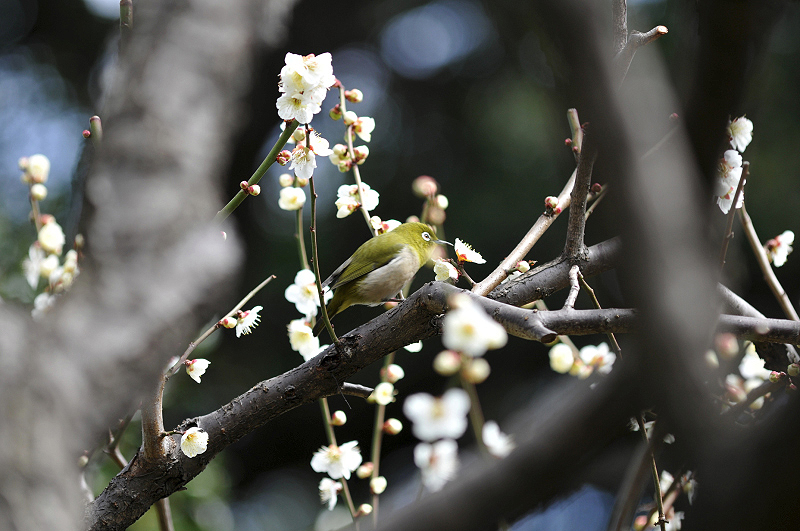image0077