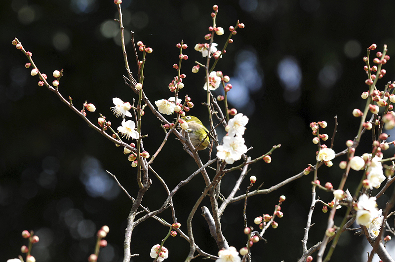 image0138