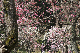 image0106