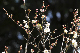image0138