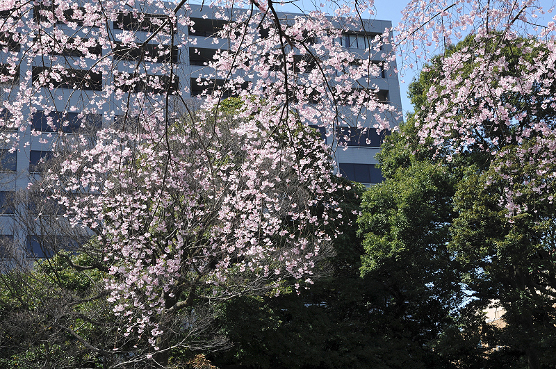 image0131