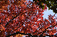 image0190