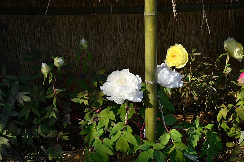image0131